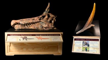 Misteri Predator Purba Terkuak: Dinosaurus 'Bertanduk' Ditemukan di Kedalaman Gurun Sahara