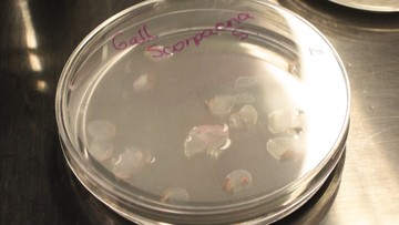 Terobosan Biomedis: Inovasi Kornea Mata Bionik Dikembangkan dari Jaringan Ikan Mas