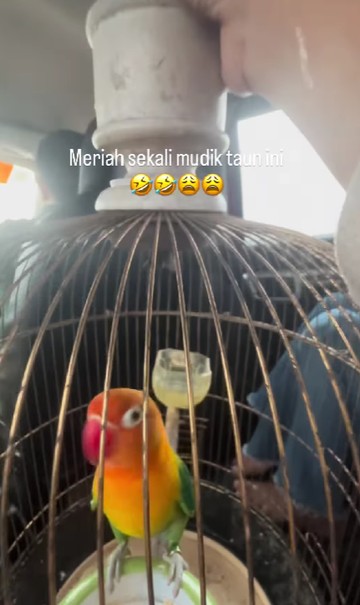 Momen unik mudik memboyong dua kucing dan satu burung dalam sangkar. Perjalanan pulang pun jadi meriah. Foto: Dok. Instagram @bellaameliasusanto.