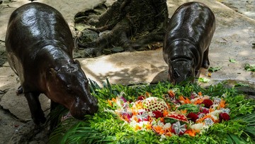 Moo Deng dan ibunya Jona. (Chalinee Thirasupa/Reuters)