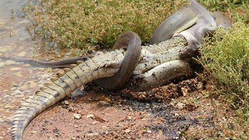 Piton membayangi mangsa di tepi danau, siap melancarkan serangan mendadak. Foto: Marvin Mullar via Sina Mobile