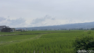 Ilustrasi persawahan di Majalengka. Foto Istimewa