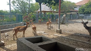 Kebun binatang mini di pendapa Tulungagung yang kondisinya menyedihkan (Adhar Muttaqin/detikJatim)