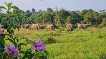 Gajah Sumatera di TN Way Kambas (dok. Istimewa)