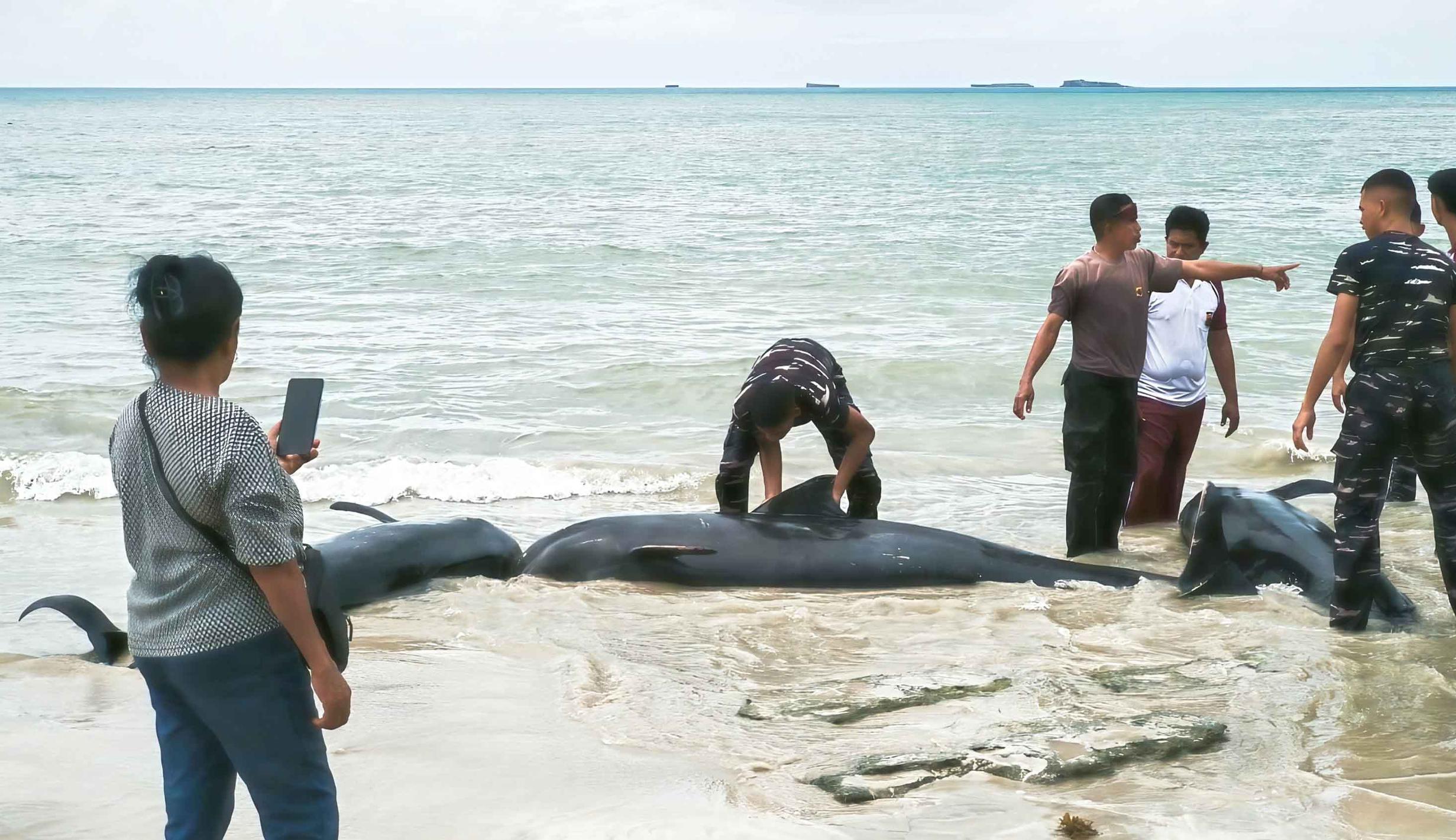 Tragedi di Pantai Mbadokai: Puluhan Paus Pilot Terdampar dan Meregang Nyawa di Rote Ndao
