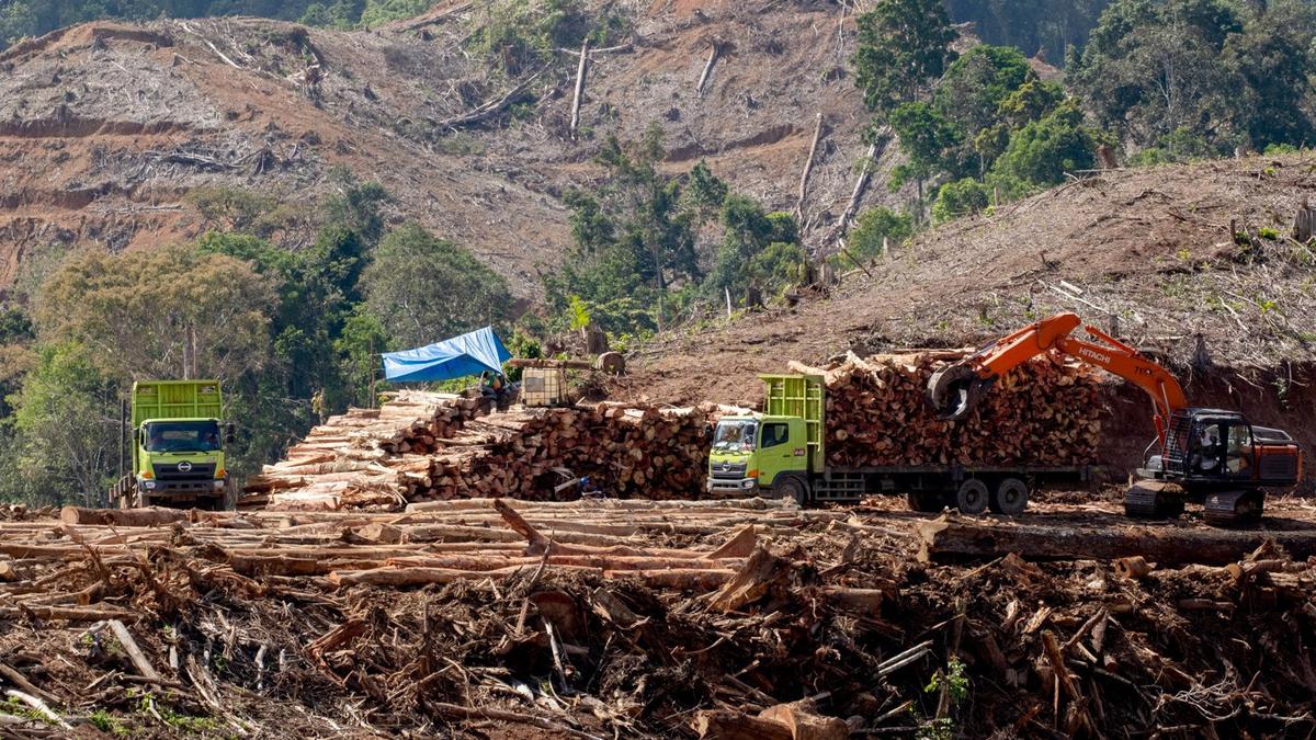 Sistem Verifikasi Legalitas dan Kelestarian (SVLK): Pilar Keberlanjutan Hutan Indonesia dalam Menghadapi Tantangan Global