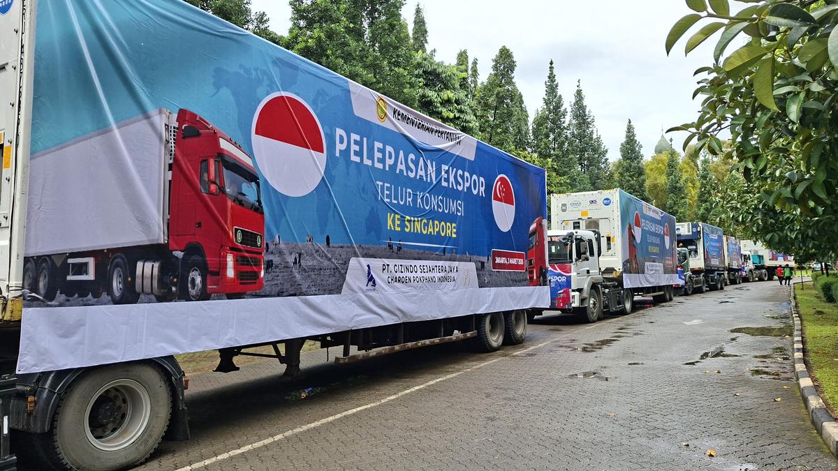 Momentum Emas Sektor Unggas: Indonesia Genjot Ekspor ke Pasar Baru, Potensi Rp 18 Miliar Terbuka Lebar