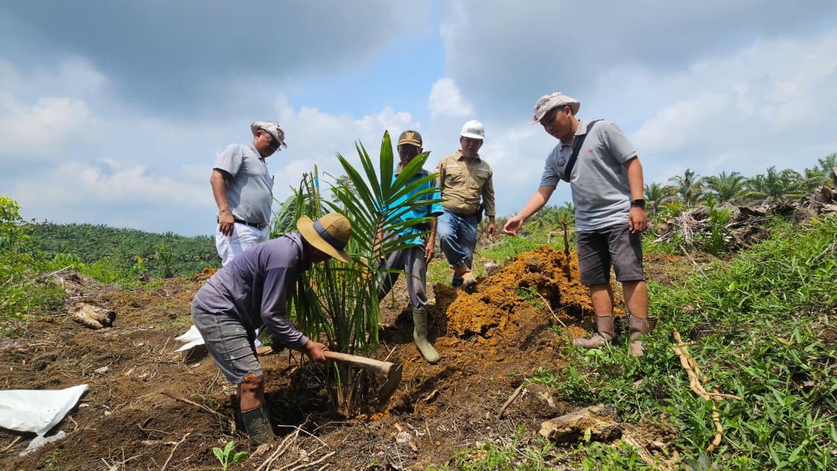 Kisah Sukses Petani Sawit Jambi: Kemitraan Strategis Membawa Harapan Baru