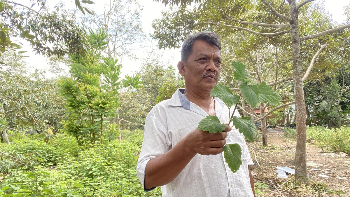 Bangkitnya Nilam Aceh dari Tidur Panjang, Sempat Ditinggal Kini Tembus Pasar Ekspor