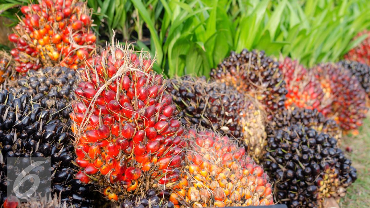 Potensi Ekspor Sawit Indonesia ke AS Meningkat Pesat: Peluang Emas di Tengah Perubahan Preferensi Konsumen